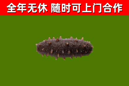信丰回收海参干